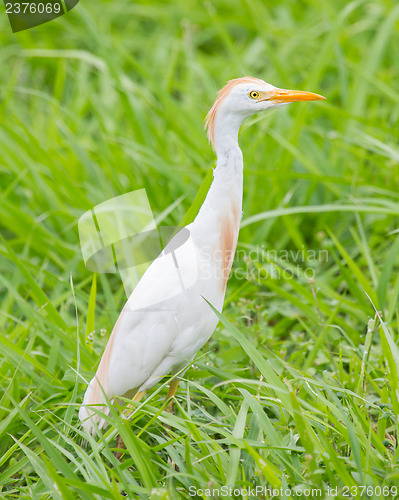 Image of Cattle egret (Bubulcus ibis)