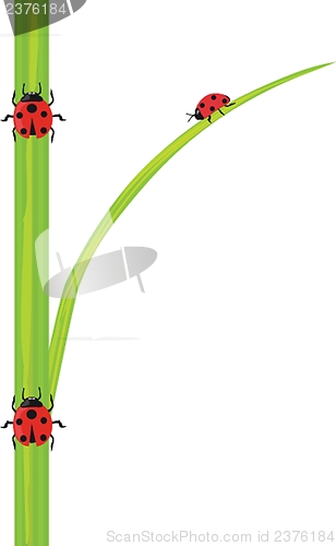 Image of Ladybird on the green grass.