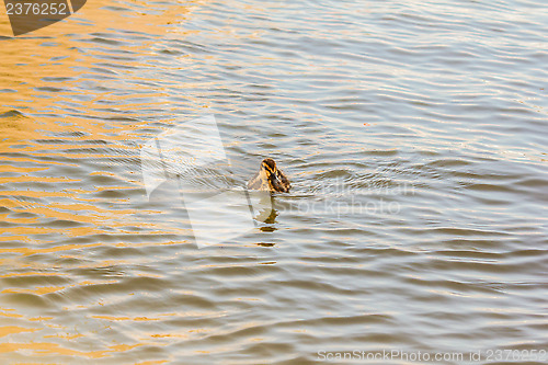 Image of Duckling at sea