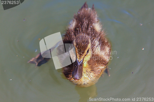 Image of Duckling at sea