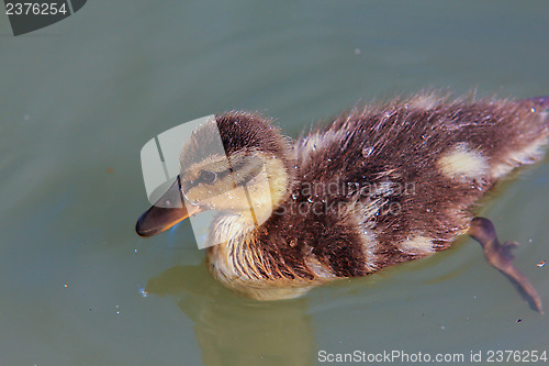 Image of Duckling at sea