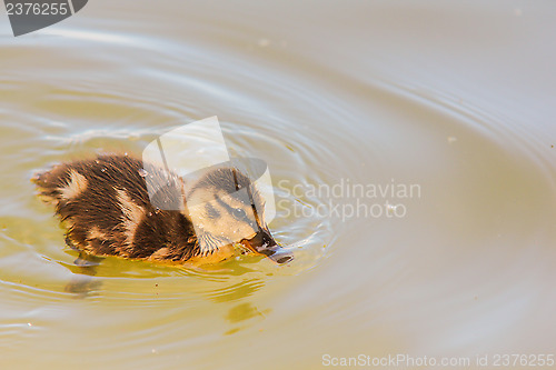 Image of Duckling at sea