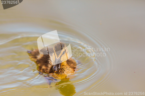 Image of Duckling at sea