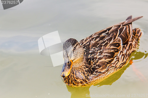 Image of Female mallard