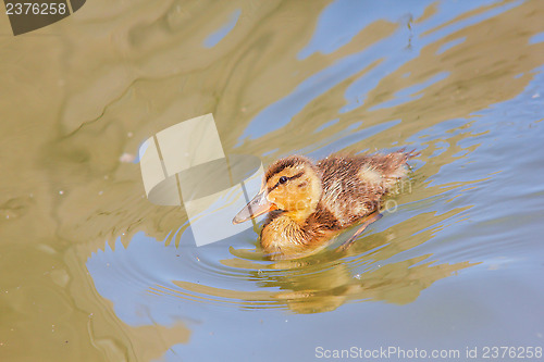 Image of Duckling at sea