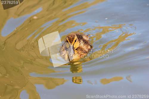 Image of Duckling at sea