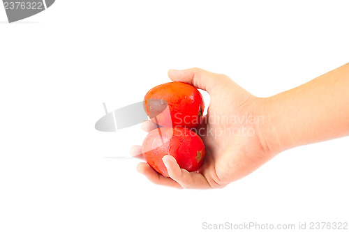 Image of Fresh Tomatoes
