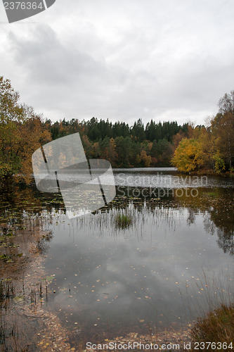 Image of Autumn in the forest