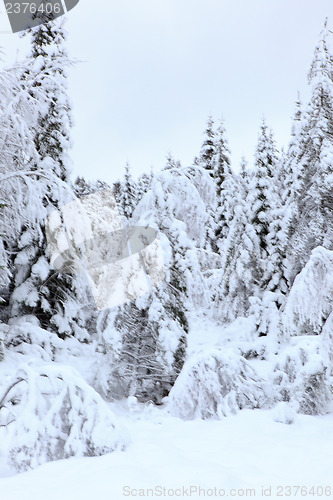 Image of Winter in Norway