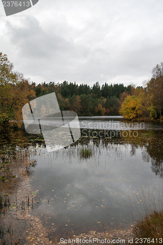 Image of Autumn in the forest