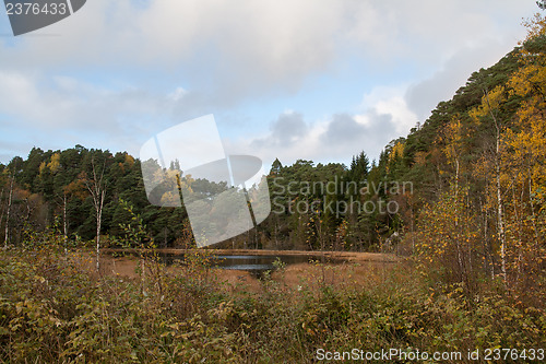 Image of Autumn in the forest