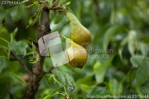 Image of Orchard