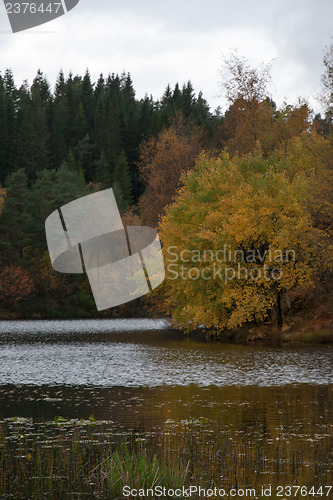 Image of Autumn in the forest