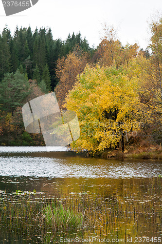 Image of Autumn in the forest