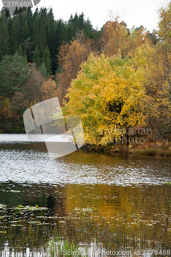 Image of Autumn in the forest