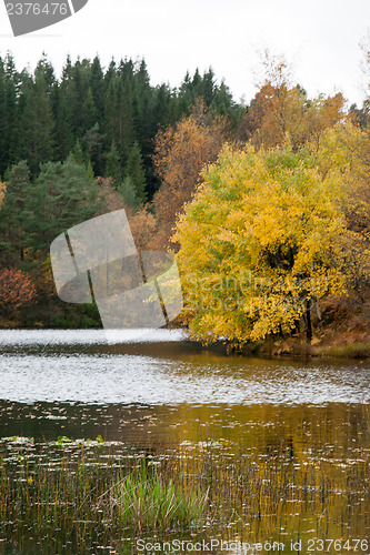 Image of Autumn in the forest