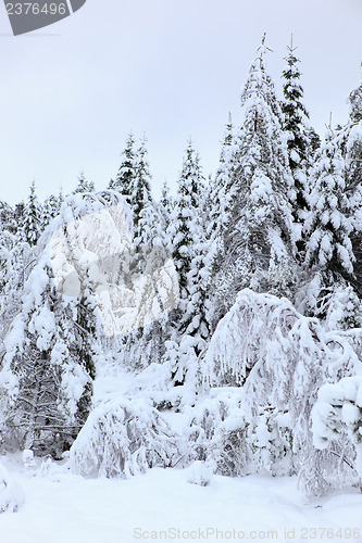 Image of Winter in Norway