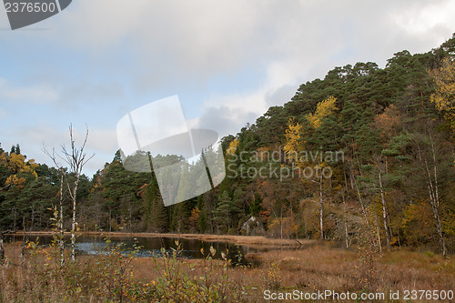 Image of Autumn in the forest