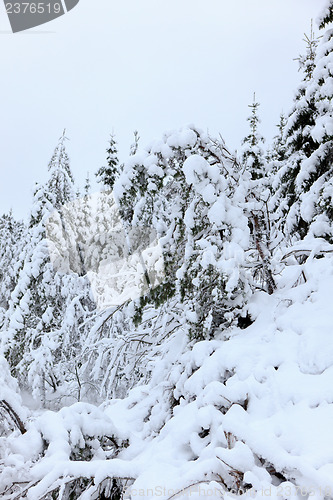 Image of Winter in Norway