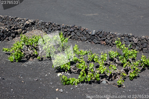 Image of Some place in Lanzarote