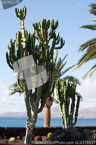 Image of Some place in Lanzarote