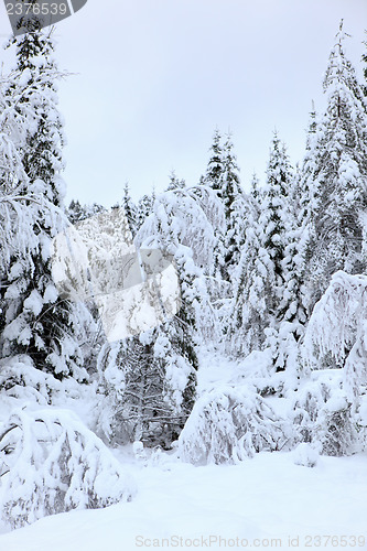 Image of Winter in Norway