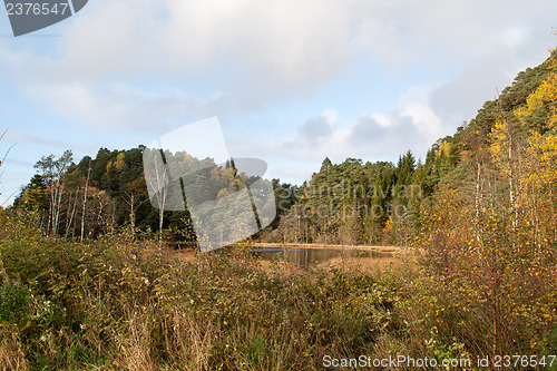 Image of Autumn in the forest