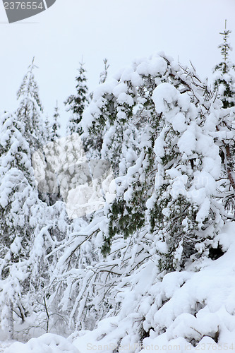 Image of Winter in Norway