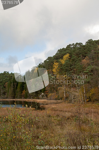 Image of Autumn in the forest