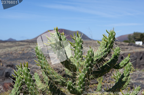 Image of Some place in Lanzarote