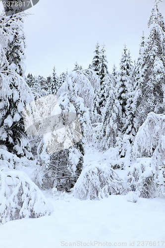 Image of Winter in Norway