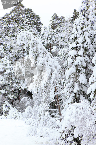 Image of Winter in Norway