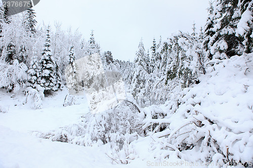 Image of Winter in Norway