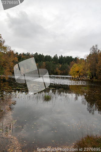 Image of Autumn in the forest