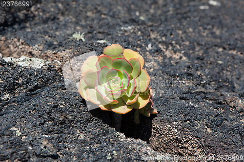 Image of Some place in Lanzarote