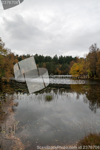 Image of Autumn in the forest