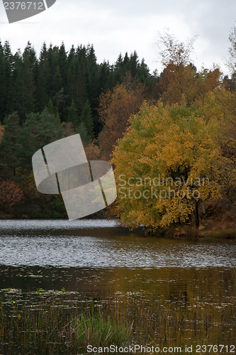 Image of Autumn in the forest