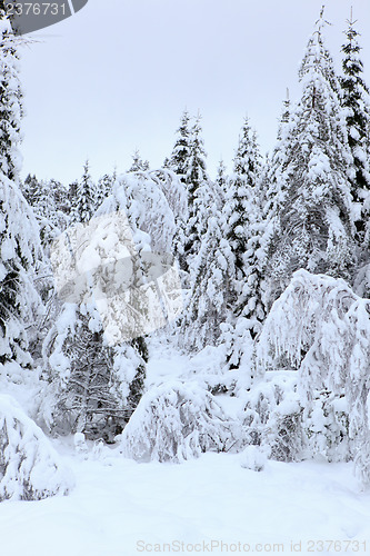 Image of Winter in Norway