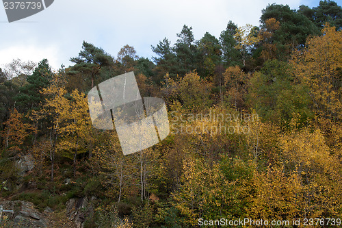 Image of Autumn in the forest