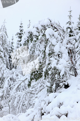 Image of Winter in Norway