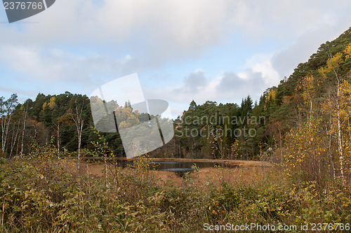 Image of Autumn in the forest