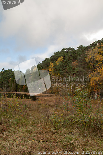 Image of Autumn in the forest