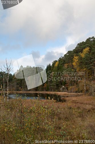 Image of Autumn in the forest