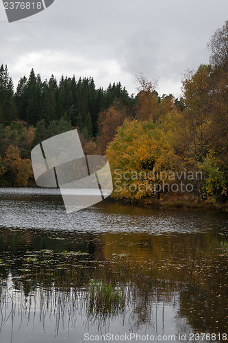 Image of Autumn in the forest