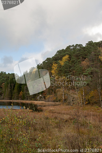 Image of Autumn in the forest