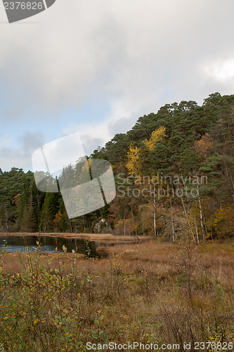 Image of Autumn in the forest