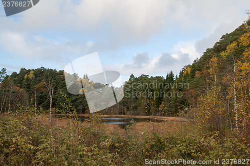 Image of Autumn in the forest