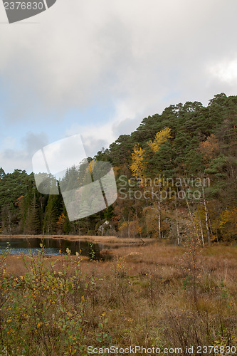 Image of Autumn in the forest