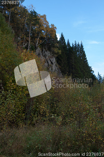 Image of Autumn in the forest