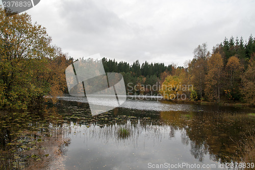 Image of Autumn in the forest